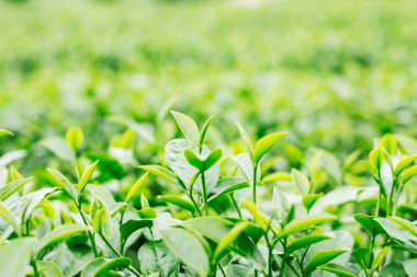 Büyüyen genç çay yaprakları ile yeşil bir arka plan.