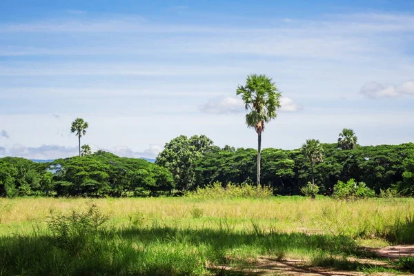 Palmeira Campo Com Céu Azul — Fotografia de Stock