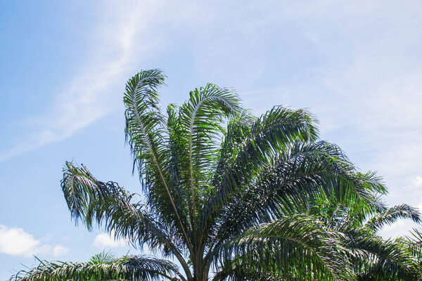 Palm trees at natural with the blue sky.
