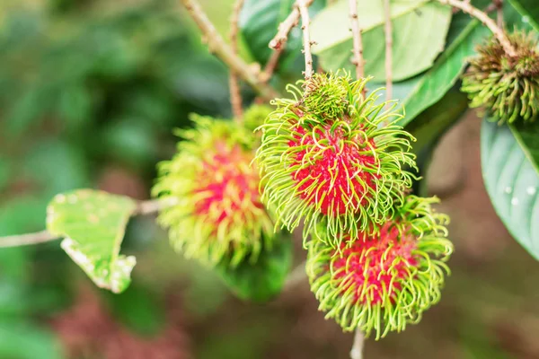 Red Rambutan Tree Natural Green Background — Stock Photo, Image