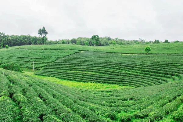 Teeplantage Mit Grüner Natur Auf Dem Hügel — Stockfoto
