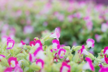 Güzel Mor Çiçekler.