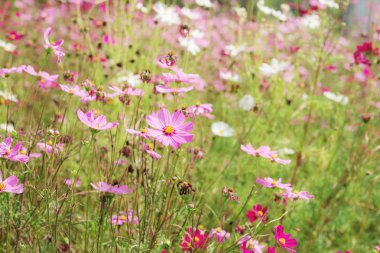 Cosmos Bahçe kurutma.