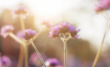 gökyüzü çiçekleri.