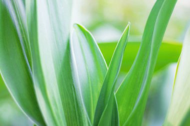 Ferahlatıcı yeşil yapraklar.