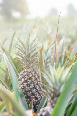 Ananas Çiftliği'nde güneş ışığı.