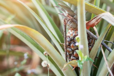Ananas sabah güneş ışığı ile.