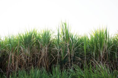 Şeker kamışı ile gök.