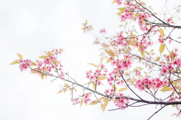 Florece sakura con el cielo . —  Fotos de Stock