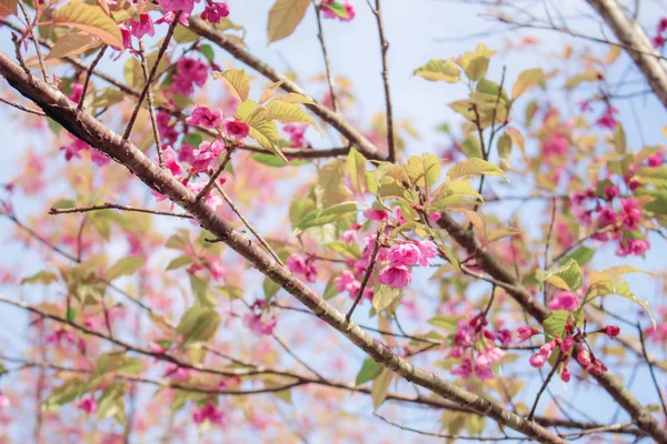 Grenar av Sakura med blå himmel. — Stockfoto