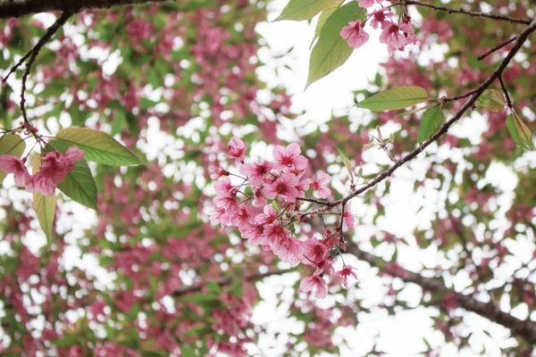 Barvy růžové Sakura. — Stock fotografie