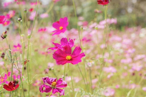 Cosmo con colorato . — Foto Stock