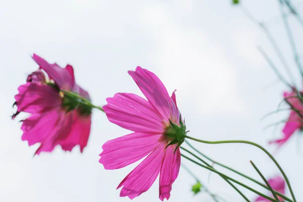 Cosmos with the beautiful. — Stock Photo, Image