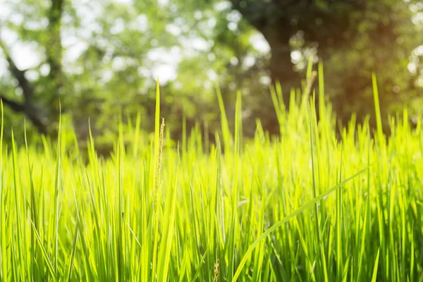 Zielony ryżu z naturą. — Zdjęcie stockowe