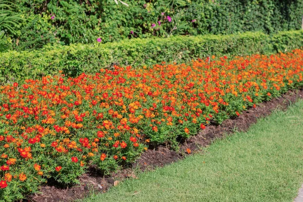 Orangefarbene Blumen und Pflanzen. — Stockfoto