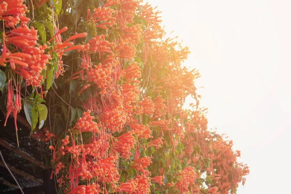 Flores naranjas con cielo . — Foto de Stock