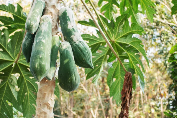 Papaya in field. — Stock Photo, Image