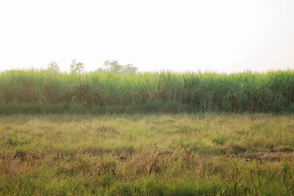 Pastos en plantaciones de caña de azúcar . — Foto de Stock