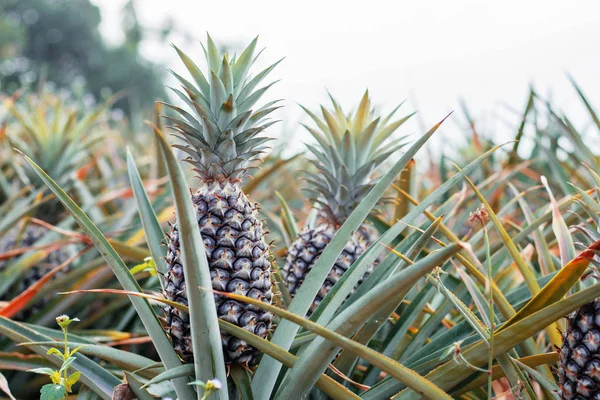 Ananas groeien naar hemel. — Stockfoto