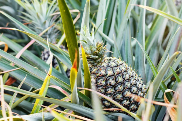 Ananas gegroeid op de boerderij. — Stockfoto