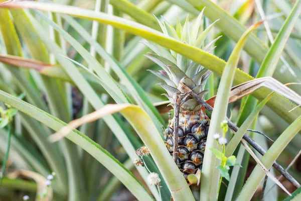 Ananas na drzewach. — Zdjęcie stockowe