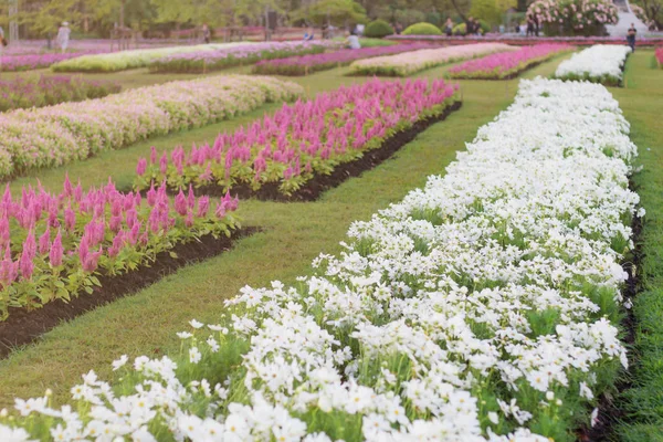 Plantaciones flores con belleza . —  Fotos de Stock