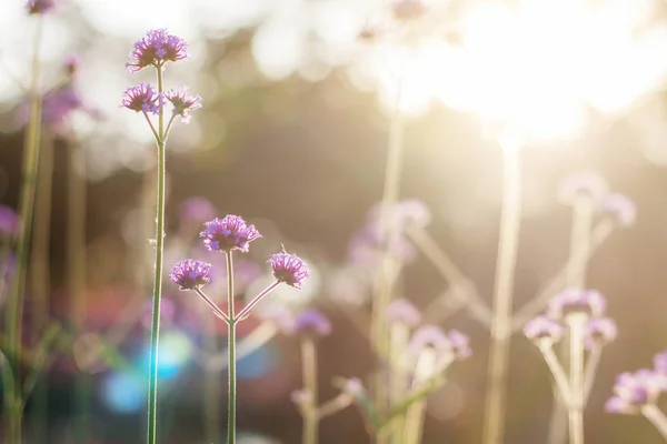 Fioletowe kwiaty o wschodzie słońca. — Zdjęcie stockowe