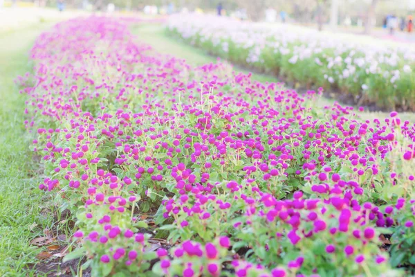 Purple flowers on plantations. — Stock Photo, Image