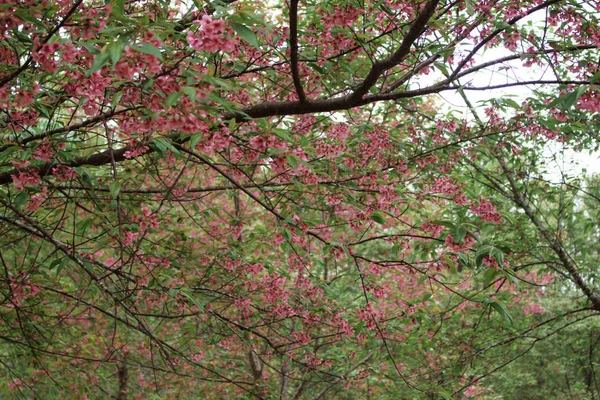 Sakura na drzewie. — Zdjęcie stockowe