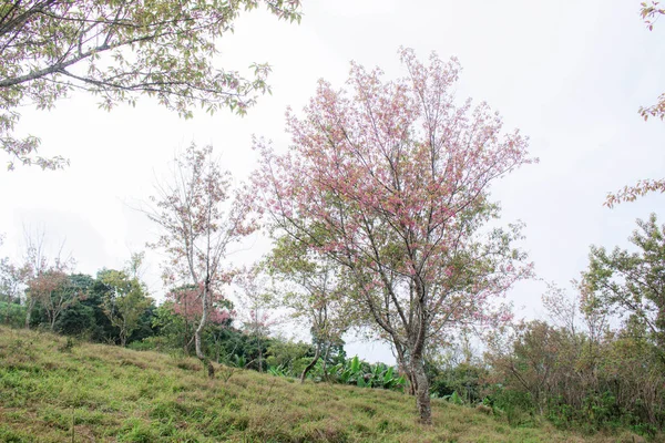 Sakura na colina . — Fotografia de Stock