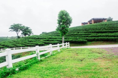 çit ve çay çiftlik çimen.