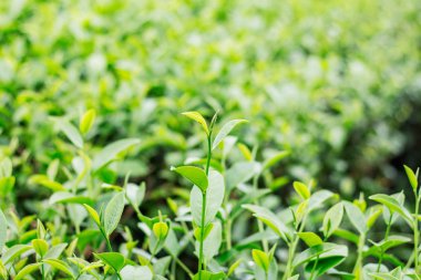 çay yaprakları yeşil zemin üzerine.