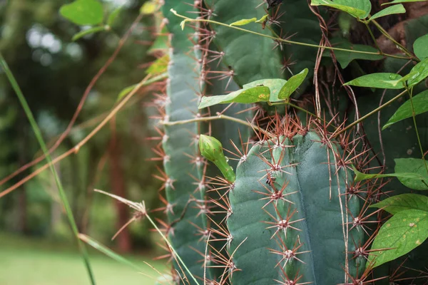 Cactus nella giungla . — Foto Stock