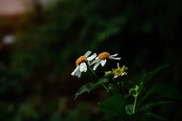 Bloemen met donker. — Stockfoto