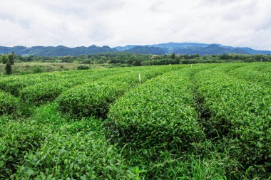 Yeşil çay Dağı'nda dikim.