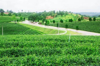 Çay tarımı ve doğası yenileme.