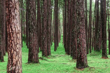 Vahşi çam ile doğanın güzel.
