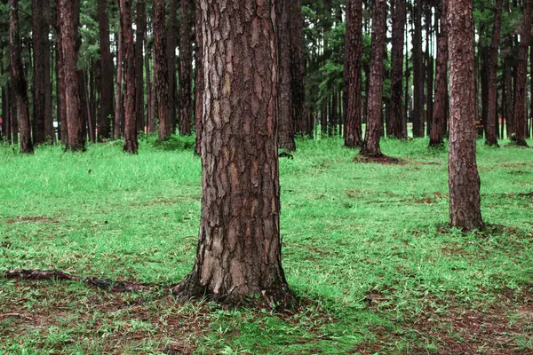 Pine in het wild van de natuur. — Stockfoto