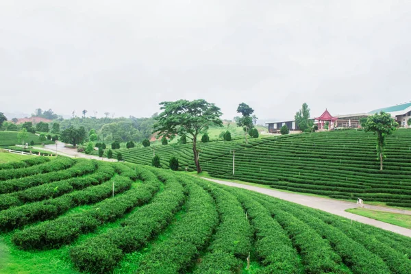 Plantações de chá na montanha . — Fotografia de Stock