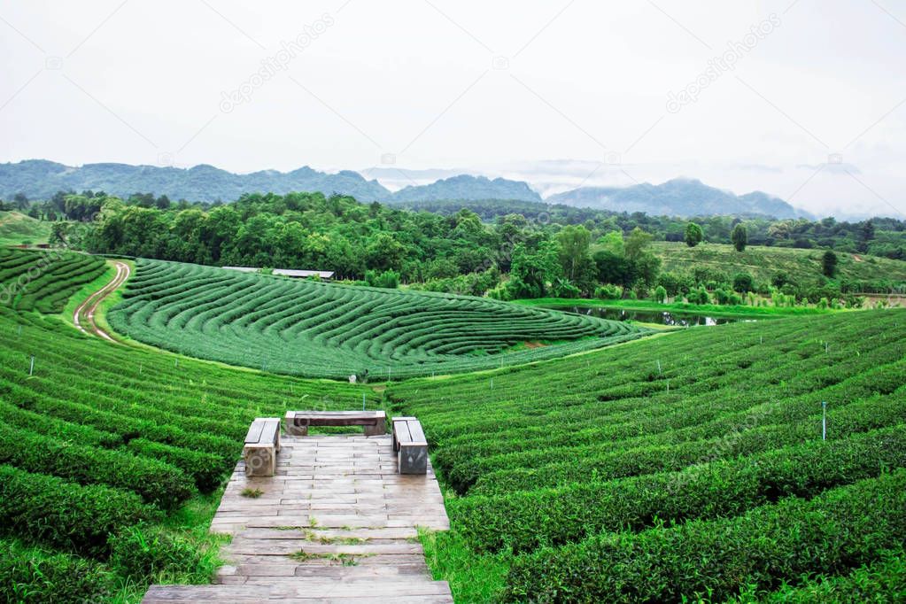 Viewpoint at the tea plantation.