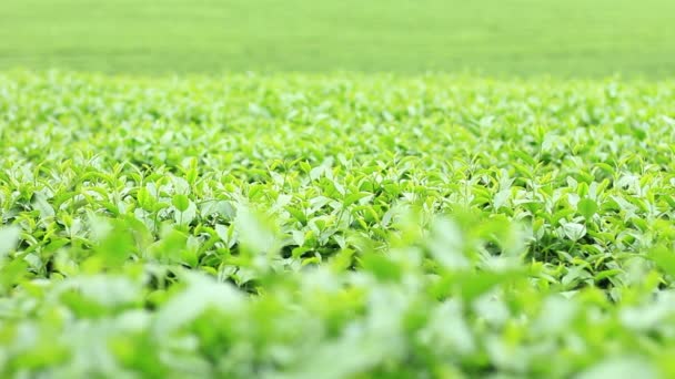 Green Tea Farm Morning — Stock Video