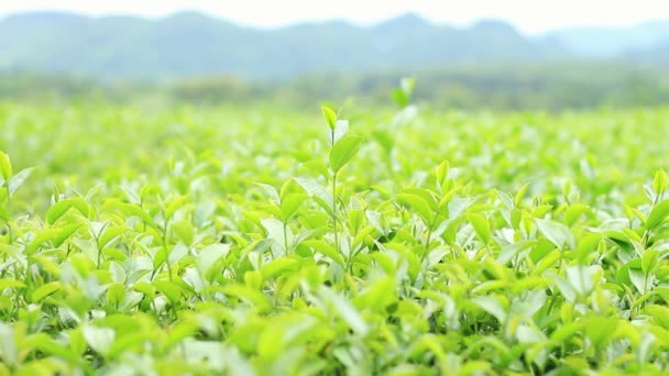 Green Tea Fields Winds Nature Hill — Stock Video