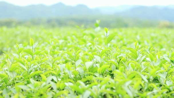 Herbata Pola Uprawne Świeżości Naturalnym — Wideo stockowe