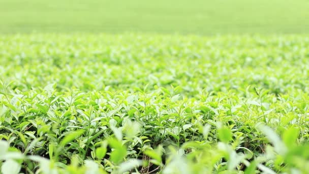 Plantação Chá Vento Natureza — Vídeo de Stock