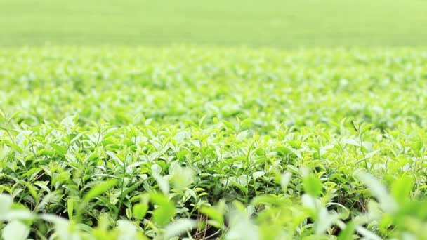 Plantacja Herbaty Wiatr Świeżość Rano — Wideo stockowe