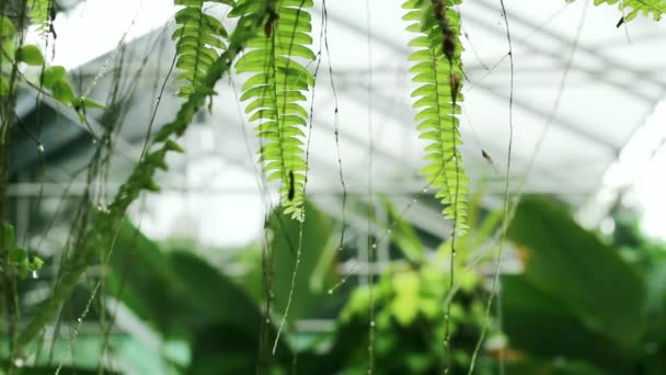 Gotas Agua Las Hojas Temporada Lluvias — Vídeos de Stock