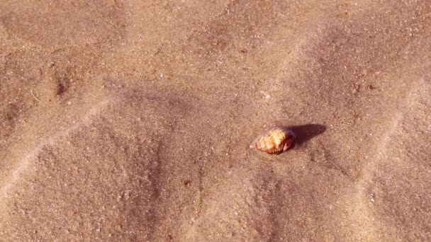 Vågorna Stänk Sandig Strand Och Shell Fisk — Stockvideo