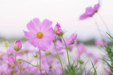 Gökyüzüne pembe evren.