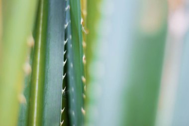 Spike ağaçlarının.