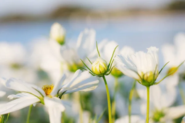 Cosmos con fondo borroso . —  Fotos de Stock